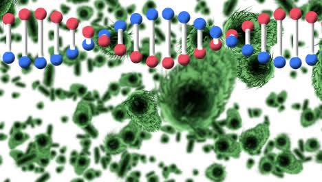 Animation-Eines-DNA-Strangs,-Der-über-Covid-Zellen-Und-Blutzellen-Auf-Weißem-Hintergrund-Rotiert