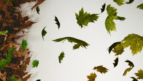 Animation-of-multiple-green-leaves-falling-over-white-background