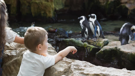 Caucasian-brother-and-sister-looking-at-penguins-in-zoo-enclosure