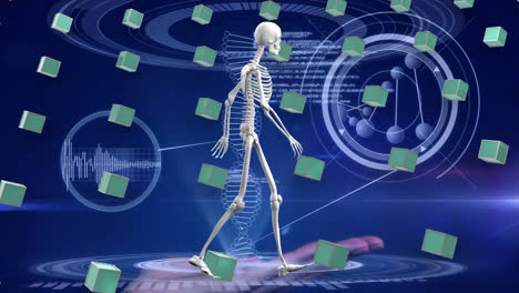 Animation-of-human-skeleton,-dna-strand-and-rows-of-green-cubes-over-data-processing