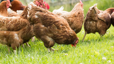Brown-free-range-hens-eating-and-walking-on-grass-on-farm