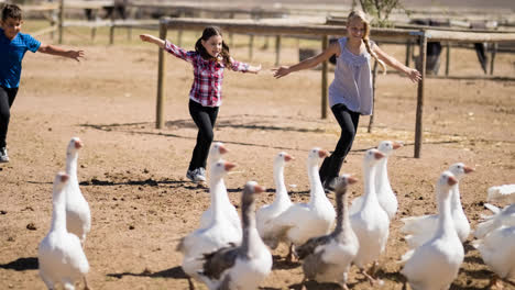 Caucasian-mother,-son-and-daughter-chasing-geese-on-farm