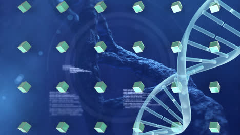 Animation-Eines-DNA-Strangs-Und-Reihen-Grüner-Würfel-über-Der-Datenverarbeitung