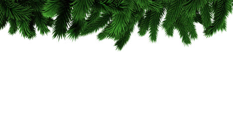 Green-christmas-tree-branches-with-copy-space-on-white-background