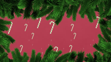Animation-of-fir-tree-branches-over-falling-candy-canes