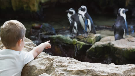 Aufgeregt-Kaukasischen-Jungen-Zeigen-Auf-Pinguine-Im-Zoo-Gehege