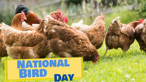 Animation-of-national-bird-day-text-in-blue-on-yellow,-over-free-range-hens-walking-on-grass-on-farm