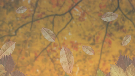 Animation-Von-Blättern,-Die-Im-Herbst-über-Die-Bäume-Fallen