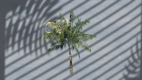 Animation-of-palm-tree-over-leaves-and-window-shadow-on-grey-background