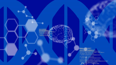 Animation-of-data-processing-and-human-brain-model-on-blue-background