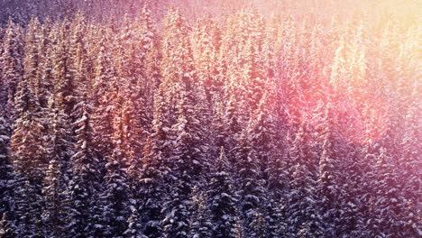 Animation-of-snow-falling-and-glowing-spots-of-light-over-fir-trees-in-winter-scenery