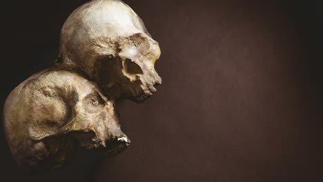 Skulls-lying-on-brown-background