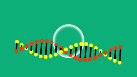 Animation-Der-DNA,-Die-über-Grünem-Hintergrund-Rotiert
