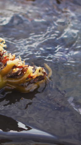 A-close-up-of-seaweed-and-marine-life-in-their-natural-habitat,-with-copy-space