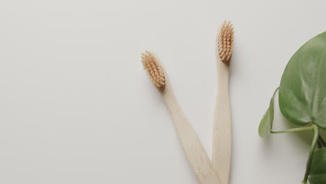 Close-up-of-two-toothbrushes-and-plant-on-white-background-with-copy-space