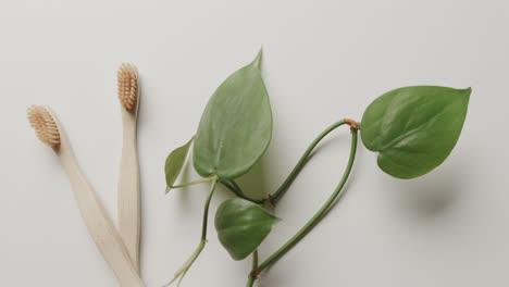 Nahaufnahme-Von-Zwei-Zahnbürsten-Und-Pflanze-Auf-Weißem-Hintergrund