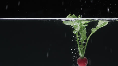 Video-of-radish-falling-into-water-with-copy-space-on-black-background