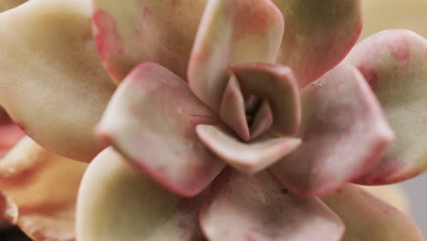 Close-up-of-a-succulent-plant-showing-its-fleshy-leaves-with-a-soft-pink-hue,-with-copy-space