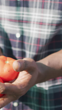 Video-Eines-Glücklichen-Afroamerikanischen-Mannes-Mit-Tomaten