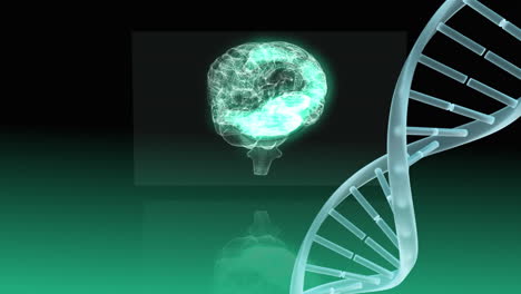Animation-Des-Menschlichen-Gehirns-Und-Der-DNA-Struktur,-Die-Sich-Vor-Einem-Grünen-Hintergrund-Mit-Farbverlauf-Dreht