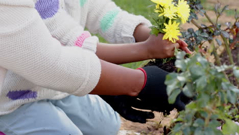 Hands-of-african-american-grandmother-and-granddaughter-planting-flowers-in-garden,-slow-motion