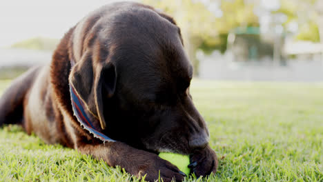 Nahaufnahme-Eines-Hundes,-Der-Im-Sonnigen-Garten-Mit-Ball-Spielt,-Zeitlupe