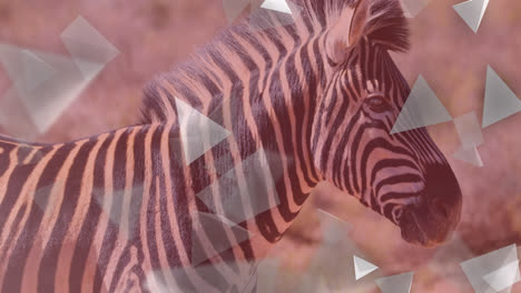 Animation-Von-Formen,-Die-Sich-über-Zebras-Bewegen