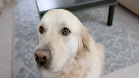 Porträt-Eines-Golden-Retriever-Hundes,-Der-Zu-Hause-Sitzt,-Zeitlupe