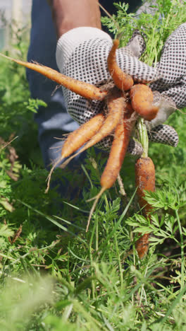 Video-of-hands-of-african-american-man-wearing-gloves-and-picking-carrots