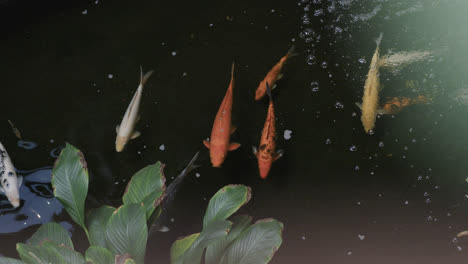 Overhead-view-of-koi-carp-fish-swimming-in-pond-close-to-water-plant,-copy-space,-slow-motion