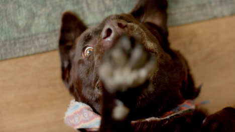 Close-up-of-dog-lying-and-playing-on-floor,-slow-motion