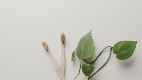 Nahaufnahme-Von-Zwei-Zahnbürsten-Und-Pflanze-Auf-Weißem-Hintergrund-Mit-Kopierraum
