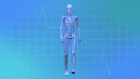 Animation-of-cardiograph-and-walking-skeleton-on-blue-background