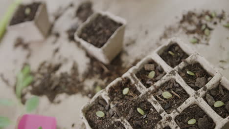 Seedlings-sprout-in-biodegradable-pots-at-home,-with-copy-space