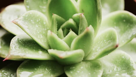 Close-up-of-a-succulent-plant-with-water-droplets-on-its-fleshy-green-leaves,-with-copy-space