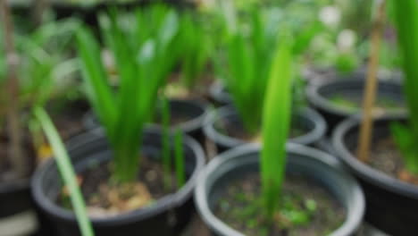 Blurred-image-of-potted-plants-in-a-nursery
