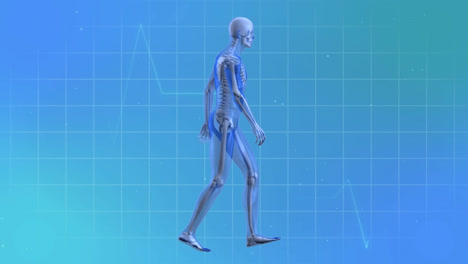 Animation-of-cardiograph-and-walking-skeleton-on-blue-background