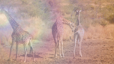 Animation-Von-Lichtpunkten-über-Giraffen