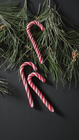 Vertical-video-of-christmas-candy-canes-and-fir-tree-branches-background