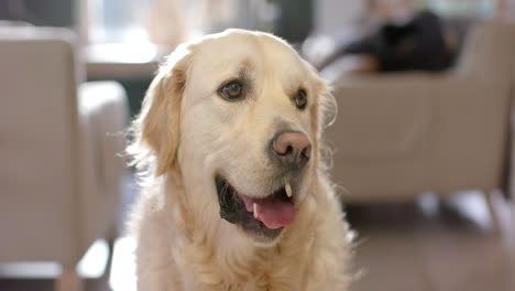 Portrait-of-golden-retriever-dog-sitting-on-floor-at-home,-slow-motion