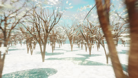 Animation-of-rows-of-trees-and-snow