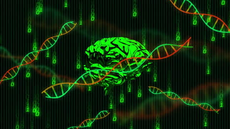 Animation-Von-DNA-Helixen,-Rotierendem-Digitalen-Menschlichen-Gehirn,-Fallenden-Binärcodes-Auf-Schwarzem-Hintergrund