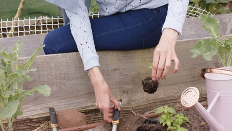Hands-of-biracial-woman-planting,-gardening-with-copy-space,-slow-motion