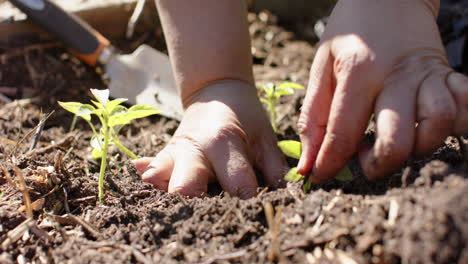 Close-up-of-hands-of-senior-biracial-woman-planting-seeds-in-sunny-garden,-slow-motion