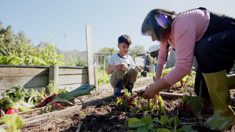 Senior-biracial-grandmother-and-grandson-picking-vegetables-in-sunny-garden,-slow-motion