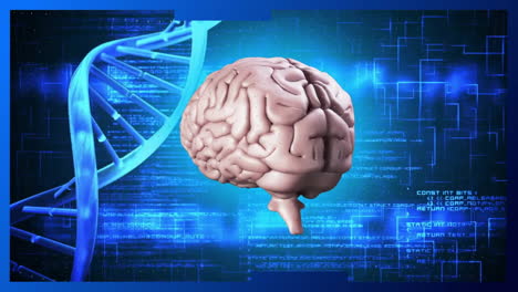 Animation-of-dna-helix,-rotating-human-brain-and-computer-language-over-abstract-background