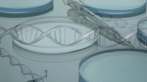 Animation-of-dna-strands-over-laboratory-dishes-on-grey-background