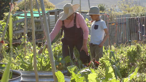 Feliz-Abuela-Birracial-Y-Nieto-Mirando-Plantas-En-Un-Jardín-Soleado,-Cámara-Lenta