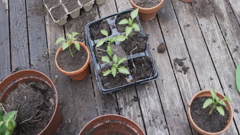 Young-plants-sprout-in-a-tray-on-a-rustic-wooden-surface,-surrounded-by-pots