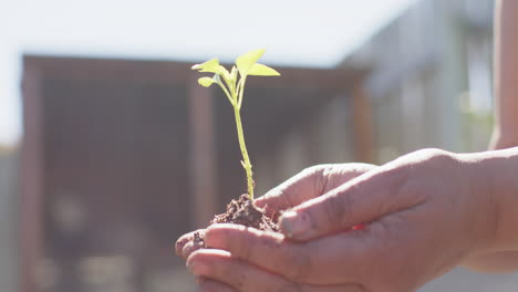 Close-up-of-hands-of-senior-biracial-woman-holding-seedling-in-sunny-garden,-slow-motion